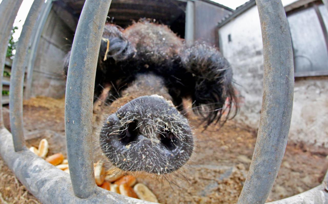 Mignault La Liguleヴィラ エクステリア 写真